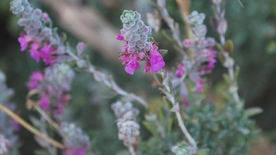Dall’erba gatta un insetticida naturale, i risultati di una ricerca fatta a Sassari