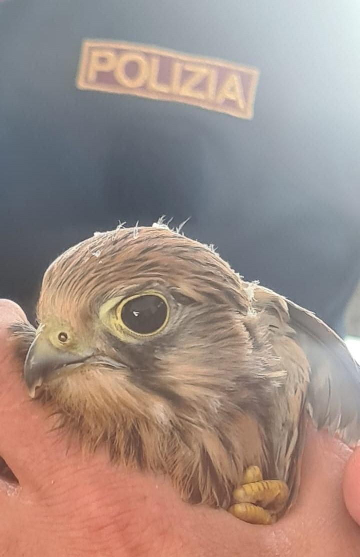 Un Gheppio ferito salvato dagli agenti del Caip