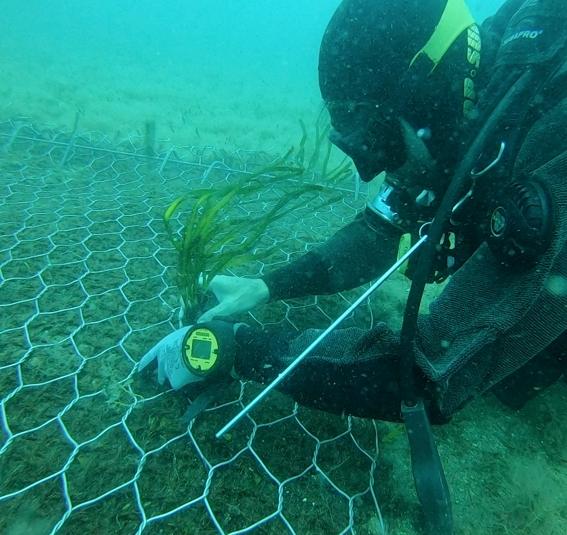 Porto Torres, trapiantate 140mila talee di Posidonia 