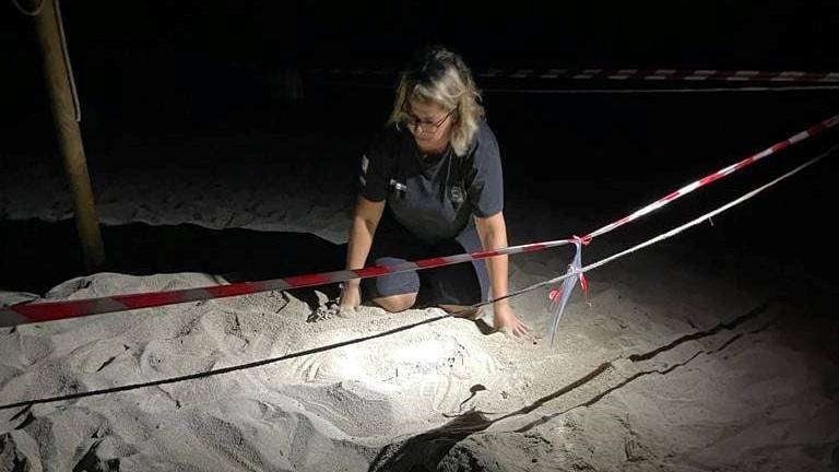 L’Elba è l’isola della tartarughe, c’è il terzo nido di Caretta-Caretta in poche settimane