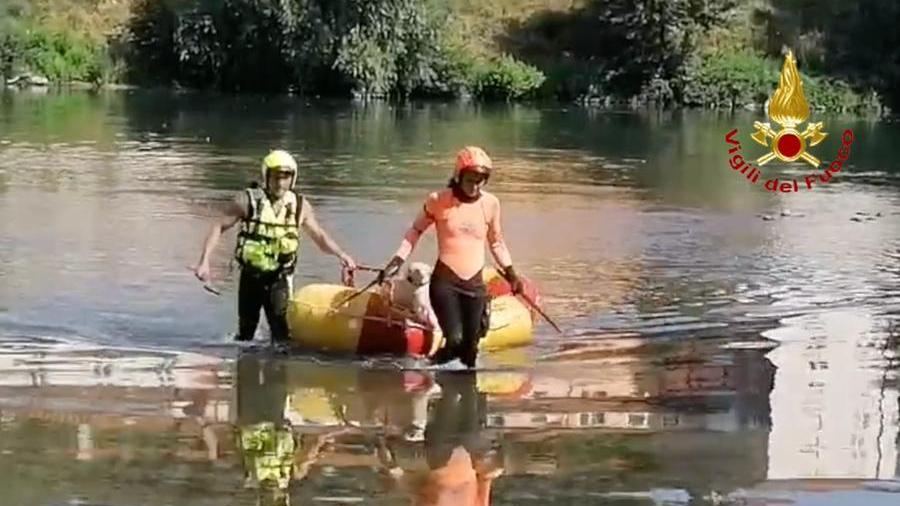 Lucca, i vigili del fuoco salvano un cane nel Serchio