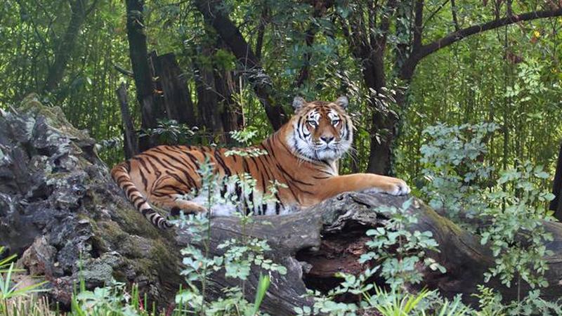 Morta la tigre Kamala dello zoo di Pistoia