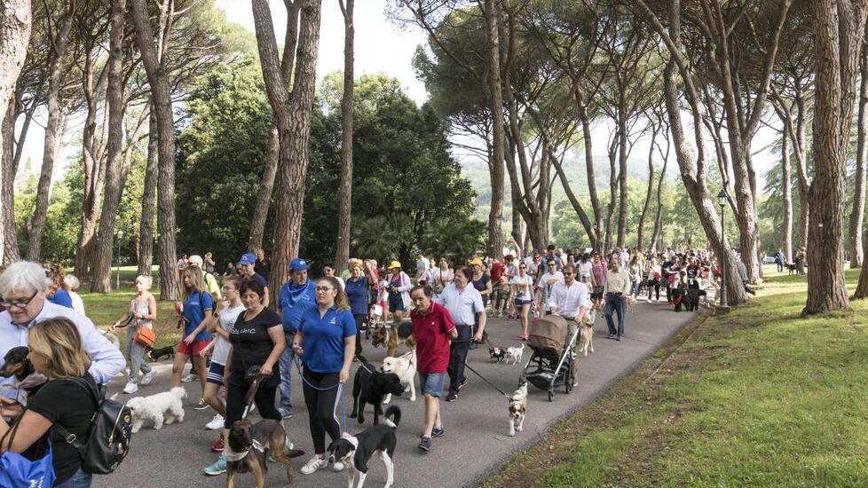 Montecatini, petardi contro i cani in pineta: «Evitato per poco il peggio»