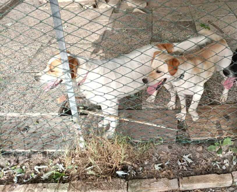 Mamma Bianca e Pongo hanno bisogno di una casa