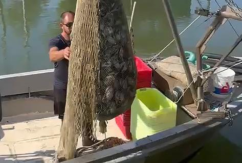 Comacchio contro i granchi blu: «Pericolosi anche per l’uomo»