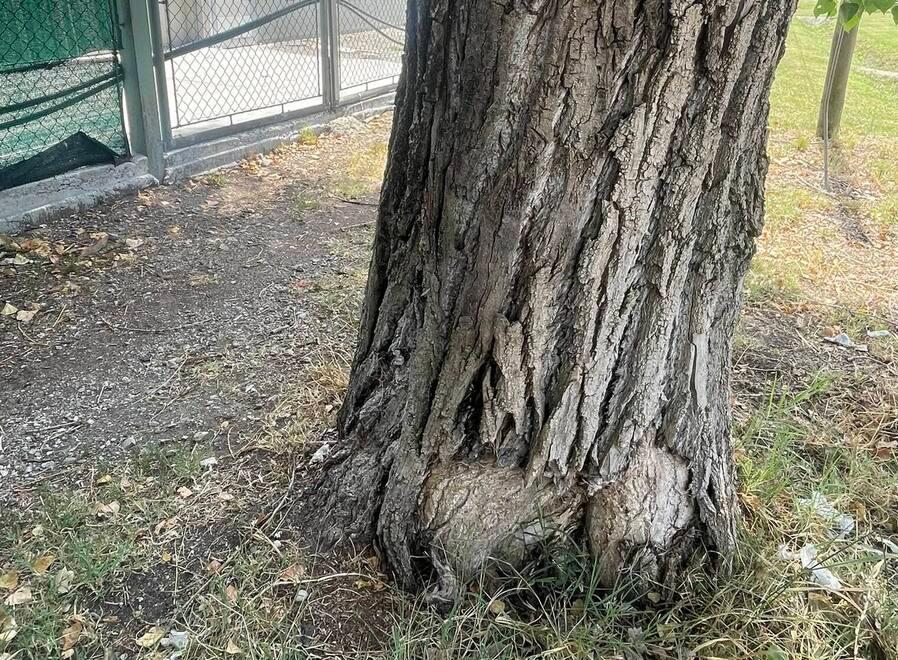 Medolla, ampliamento del nido Panda: si parte 