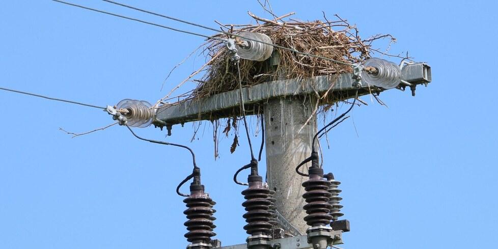 Sbalzi di tensione e blackout a Nonantola: «Colpa di uccelli e irrigatori»<br type="_moz" />
