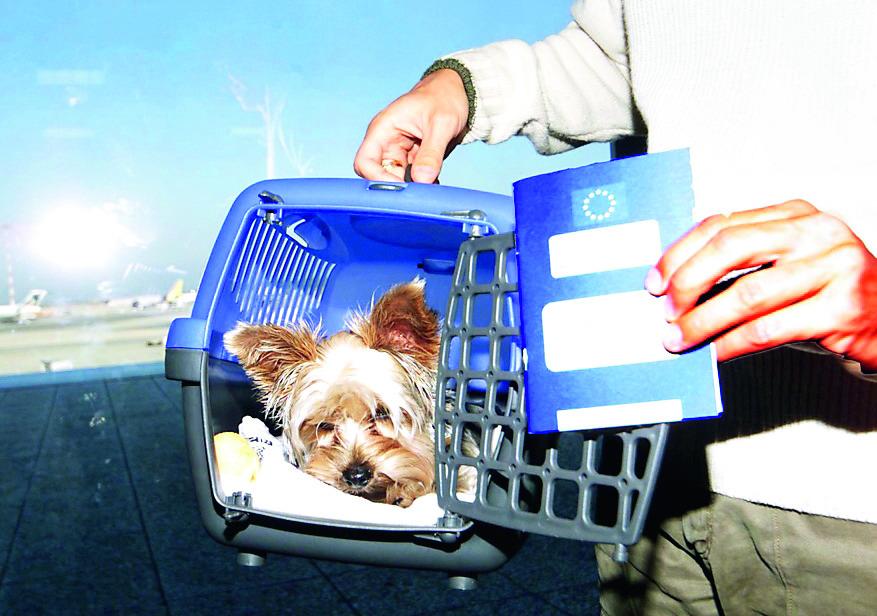 «Il cane non può volare su Olbia: a Milano gli negano l’imbarco»