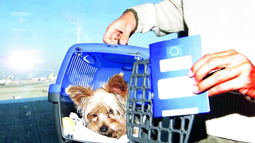 «Il cane non può volare su Olbia: a Milano gli negano l’imbarco»