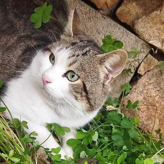 «Il suo cane sbrana un gattino»: a Olbia denunciato il cabarettista Giuseppe Masia