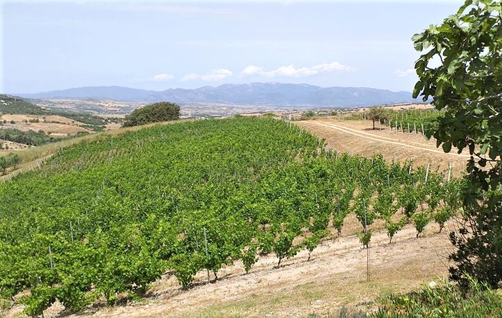 Dalle tavolate familiari alle vetrine internazionali, Anglona territorio di vino