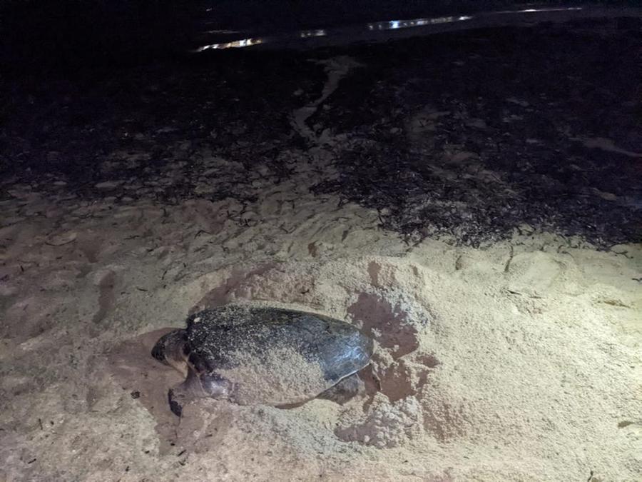 Anche le tartarughe amano l’Elba, alla Foce la quarta nidificazione