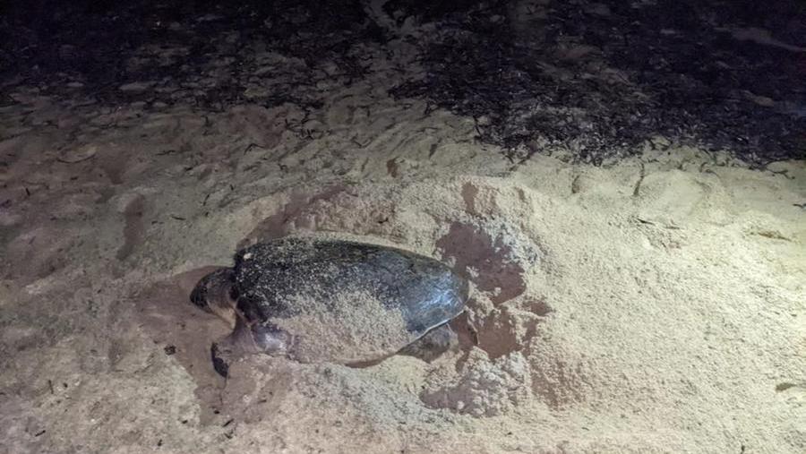 Anche le tartarughe amano l’Elba, alla Foce la quarta nidificazione