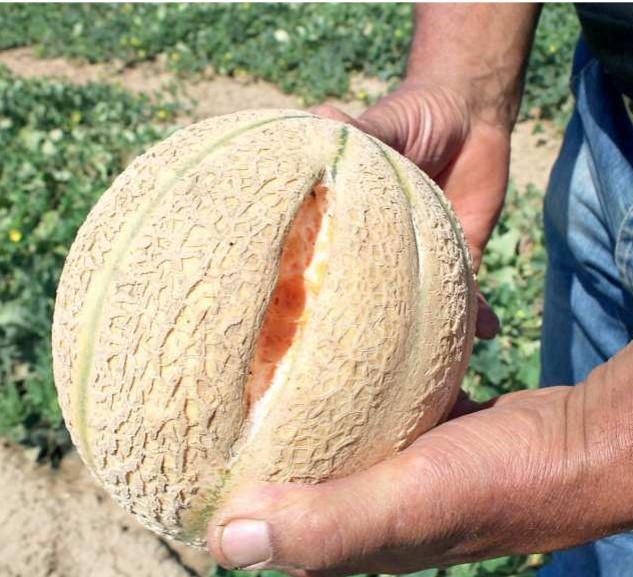 
	Un melone danneggiato a causa del maltempo


