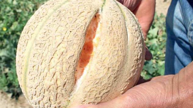 Un melone danneggiato a causa del maltempo