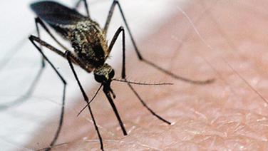 
	La zanzara &egrave; il veicolo del virus tra l&#39;animale e l&#39;uomo

