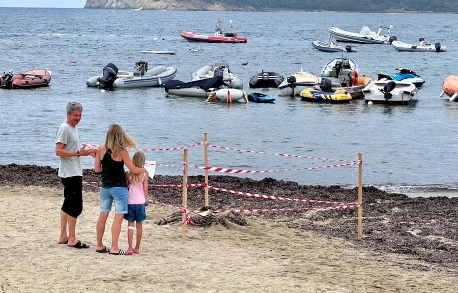 
	La tartaruga Caretta caretta che ha deposto le uova sulla spiaggia della Foce&nbsp;(foto Gio&rsquo; Di Stefano)


