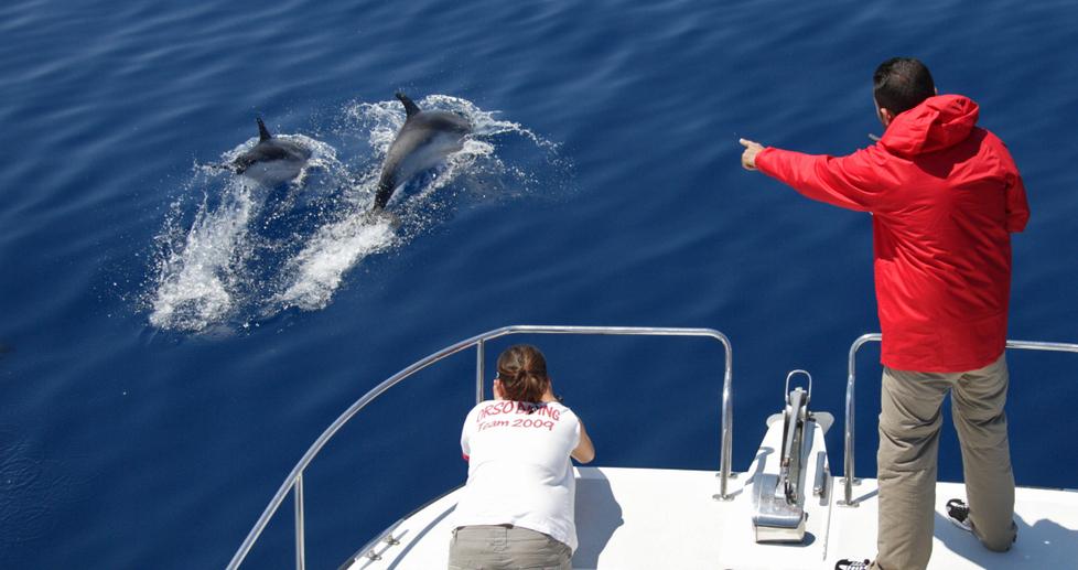I delfini non sono uno show: troppa attenzione li mette in fuga