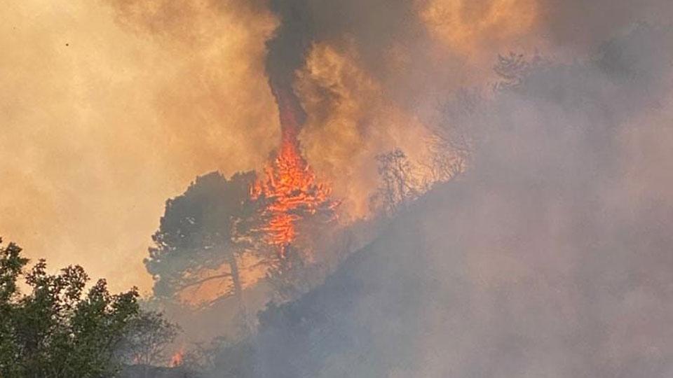 Laiano, il bosco rinasce un anno dopo il rogo: via agli interventi di ripristino
