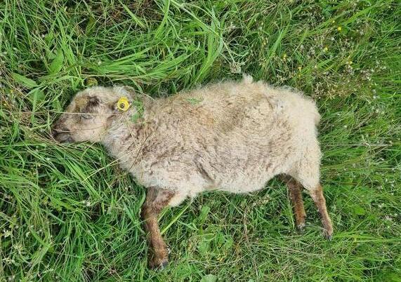 Manciano, predatore avvistato mentre si aggira vicino alle case