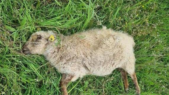 Manciano, predatore avvistato mentre si aggira vicino alle case
