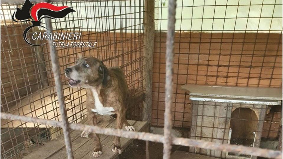 San Vincenzo, cani abbandonati tra gli escrementi: i carabinieri denunciano i padroni