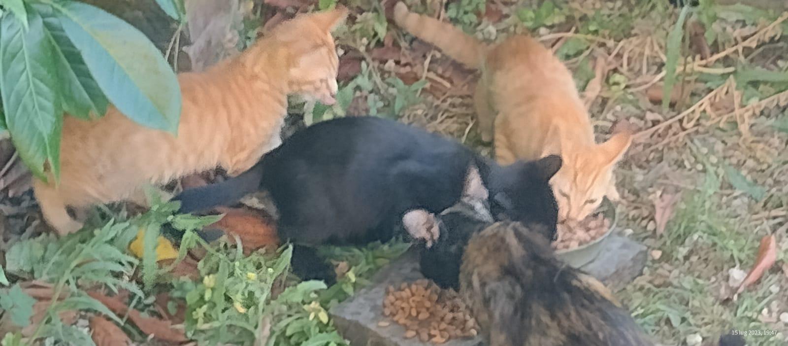 Mamma gatta e i suoi cuccioli abbandonati alla sagra di Massarosa
