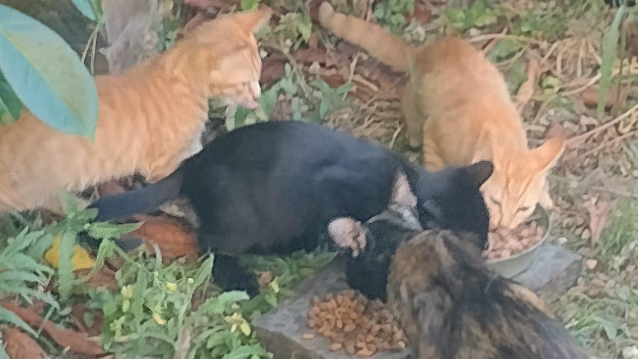 Mamma gatta e i suoi cuccioli abbandonati alla sagra di Massarosa
