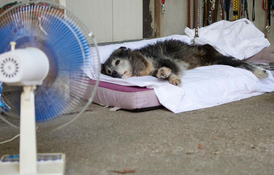 Ferrara, tempo da cani, sos Fido. In via Conchetta box attrezzati anti afa