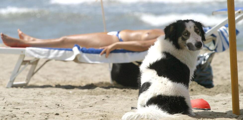 Un cane in spiaggia