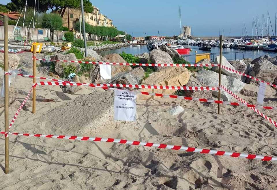 Marciana Marina, la tartaruga Speranza trova il suo nido
