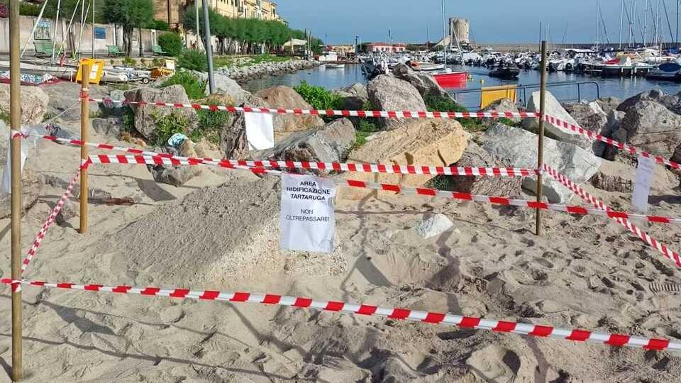 Marciana Marina, la tartaruga Speranza trova il suo nido