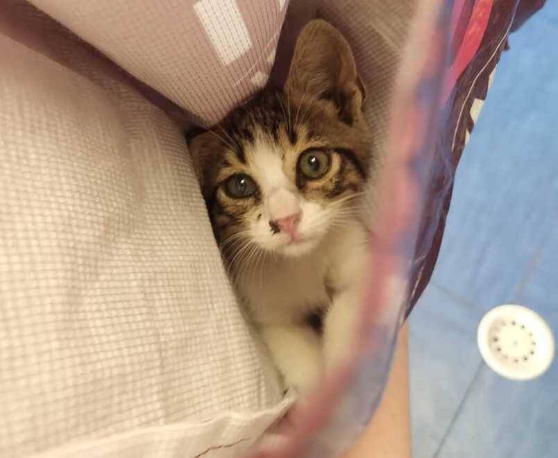 Marina di Bibbona, salva una gattina dal cofano di un’auto. «Stava cuocendo al sole: l’adotterò»