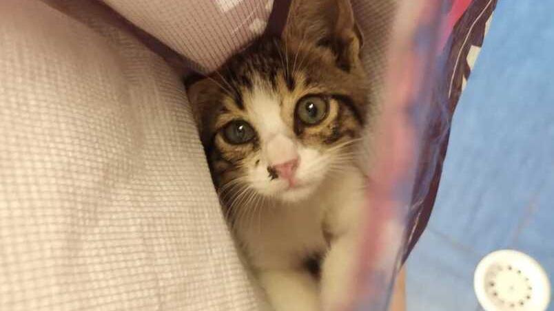 Marina di Bibbona, salva una gattina dal cofano di un’auto. «Stava cuocendo al sole: l’adotterò»