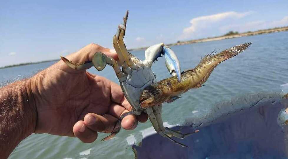 Lidi, granchio blu in padella