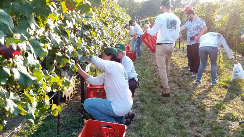 Lucca, decine di posti per la vendemmia: si farà un “job day”
