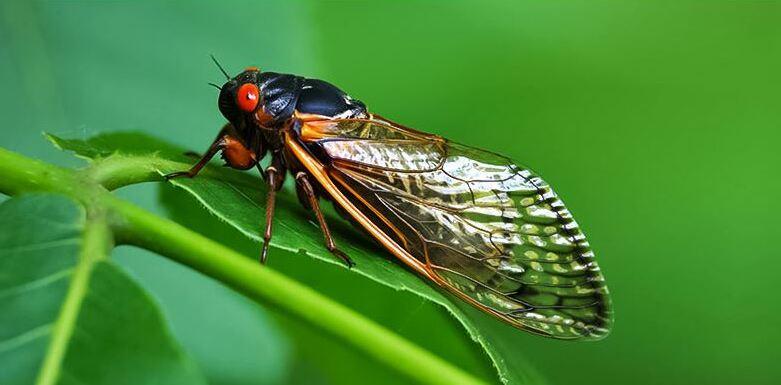 Cicale e clima sono collegati
