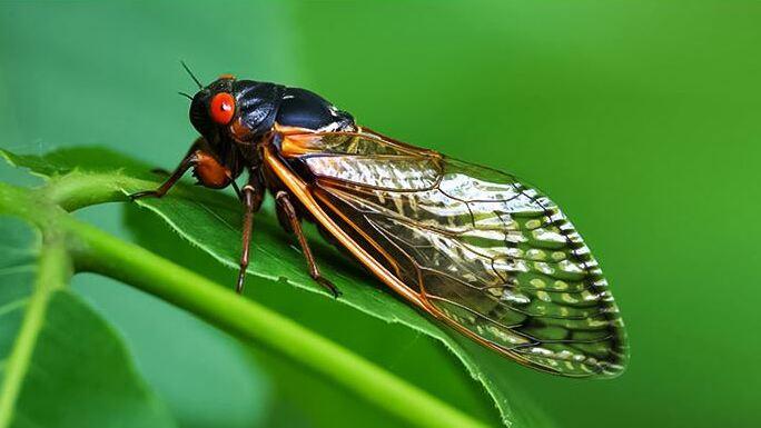 Cicale e clima sono collegati