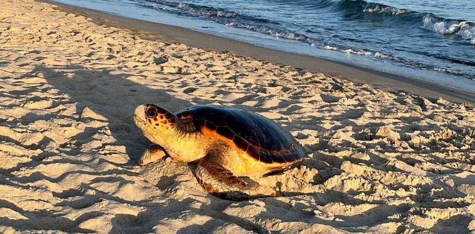 La Toscana è il nuovo Eldorado&nbsp;delle Caretta caretta, ecco perché<br>
