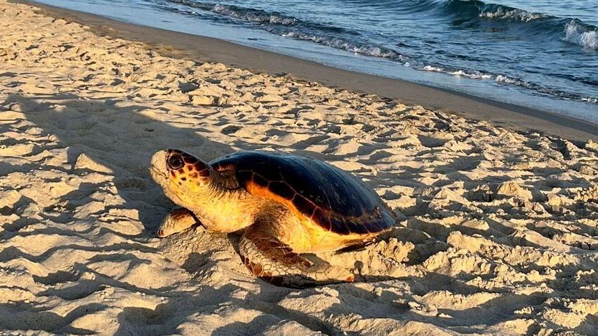 La Toscana è il nuovo Eldorado delle Caretta caretta, ecco perché<br>