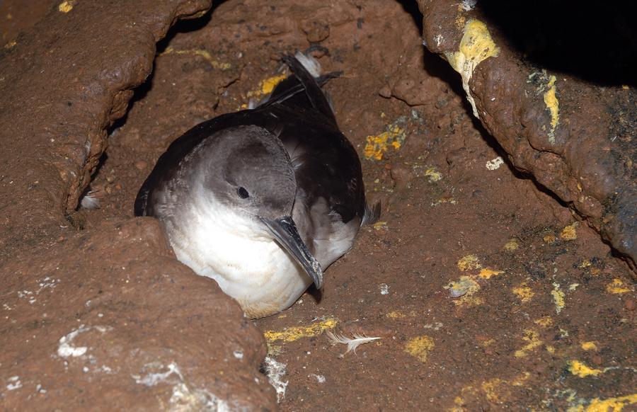 Tavolara isola dei tesori, la biodiversità è il suo oro