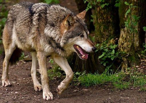 Agricoltura, in Toscana arrivano i fondi per gli allevatori che hanno subito attacchi dai lupi