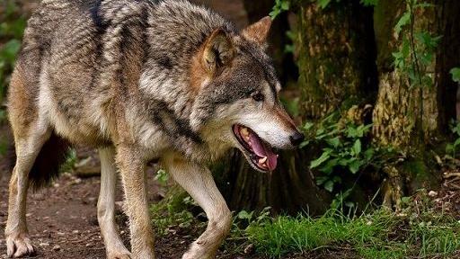 Agricoltura, in Toscana arrivano i fondi per gli allevatori che hanno subito attacchi dai lupi