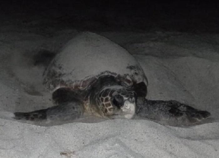 Una tartaruga caretta caretta depone le uova in spiaggia a Lu Impostu