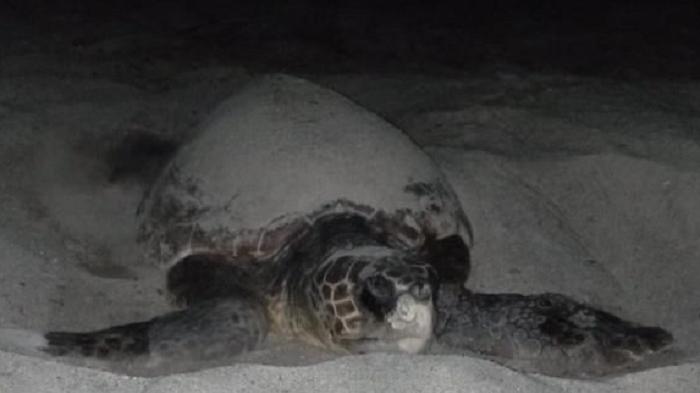 Una tartaruga caretta caretta depone le uova in spiaggia a Lu Impostu