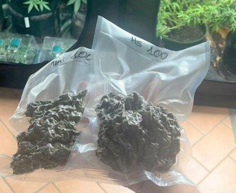 La marijuana rinvenuta a casa dell’uomo di 32 anni che ha reagito alla perquisizione aggredendo i carabinieri