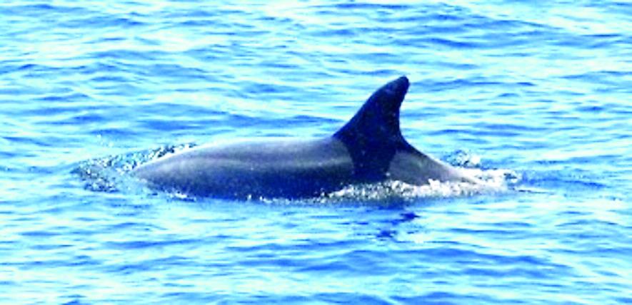 Nel Tirreno e nel mar Ligure sono in crescita delfini, balene e capodogli: «Habitat perfetto»