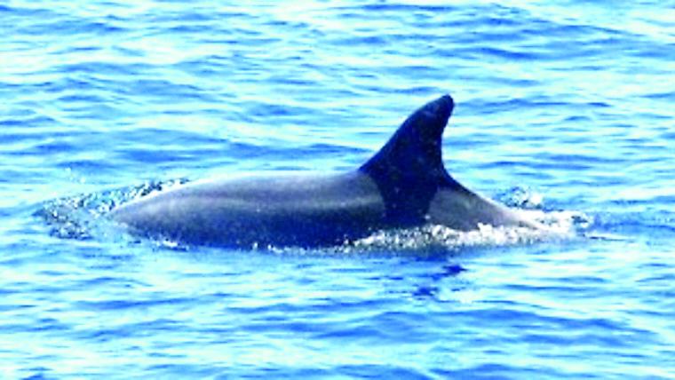 Nel Tirreno e nel mar Ligure sono in crescita delfini, balene e capodogli: «Habitat perfetto»
