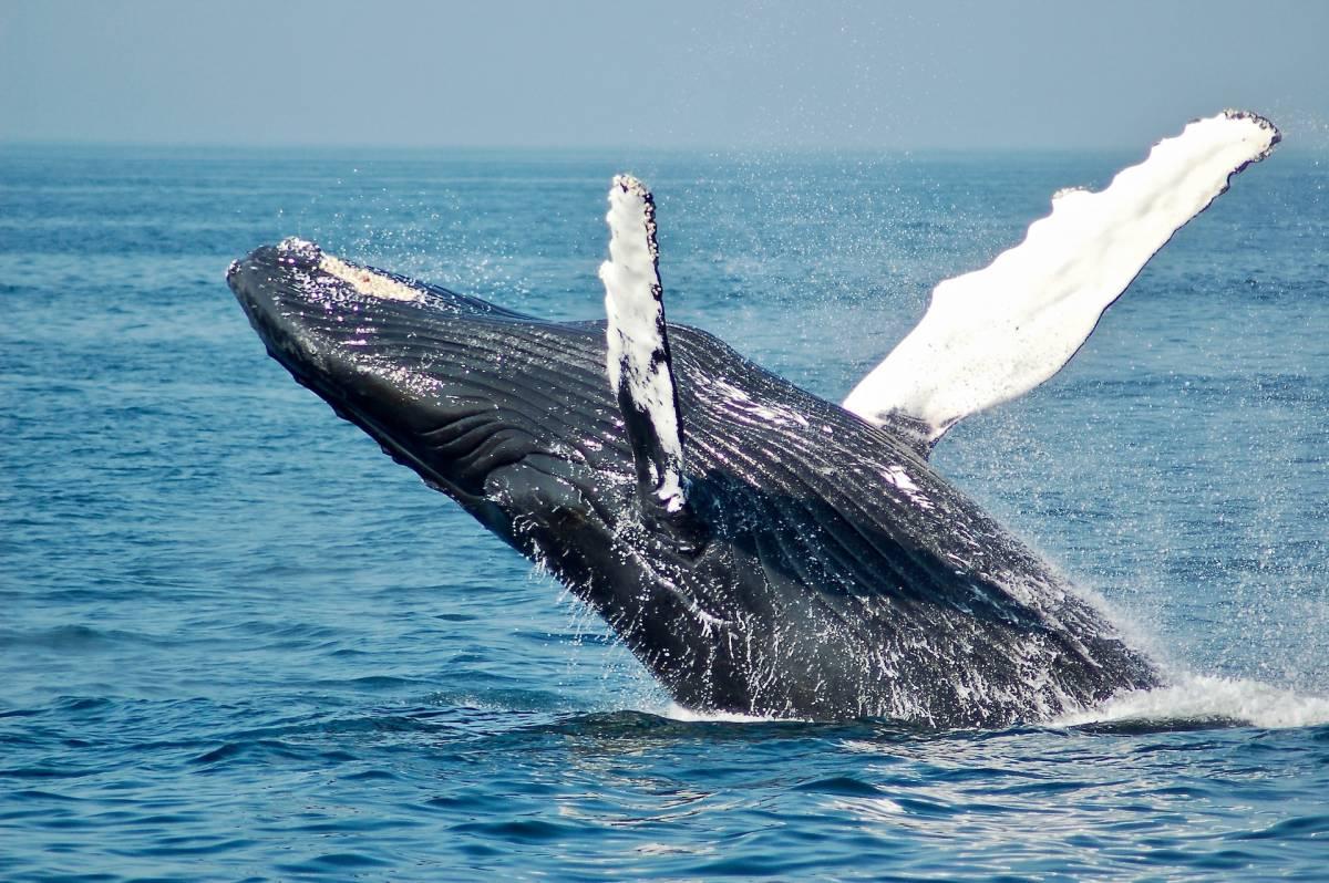 La balena perde la bussola e la strage di cetacei continua