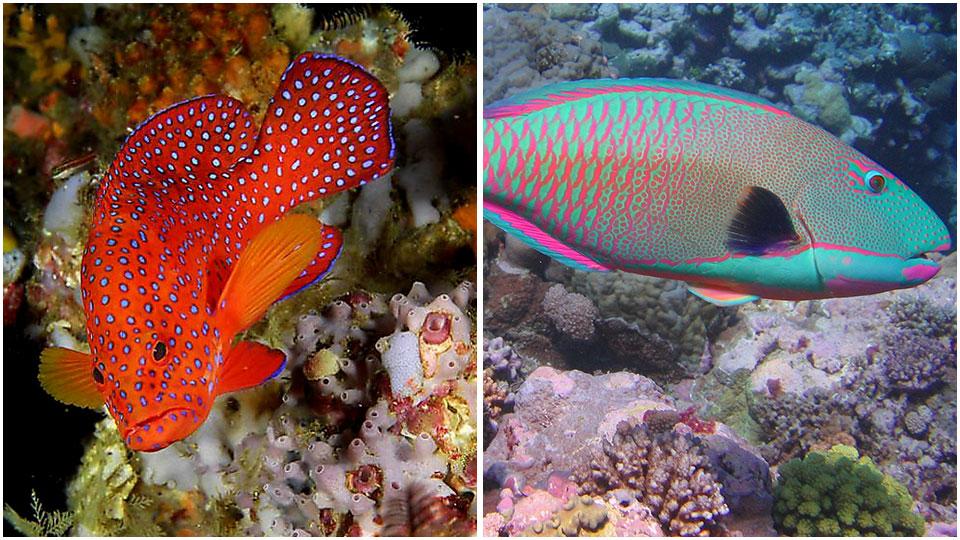 un esemplare di cernia rossa e il pesce pappagallo